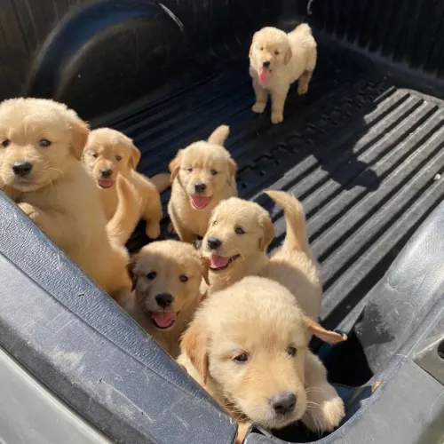 Filhotes puros de golden retriever machos e fêmeas, divido e entrego 