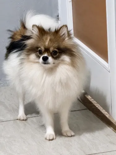 Spitz Alemão/ Lulu Da Pomeranea Fêmea