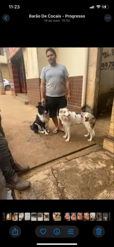 border collie 
