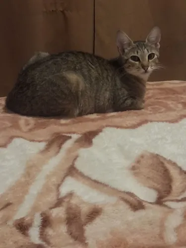 Gata de 10 meses castrada. 