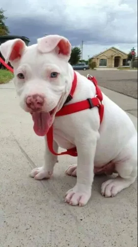 Filhote de cachorro Pitbull/ Pit Monster dócil e pelagem densa