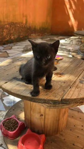 Gatinho a doação femea preto o último