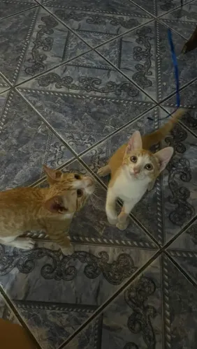Adoção responsável 