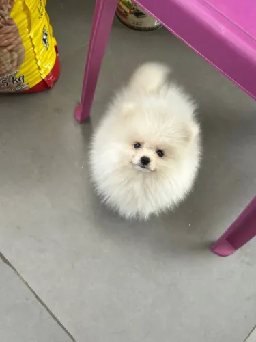 Spitz Alemão | Lulu da Pomerania fêmea anão