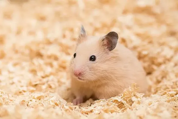 Doa se hamster