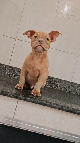American bully