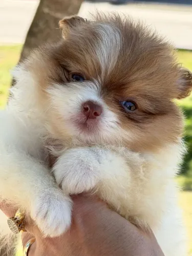 Lulu da Pomerânia/Spitz Alemão fêmea com focinho charmoso! 45 dias