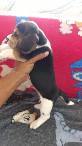 Beagle 