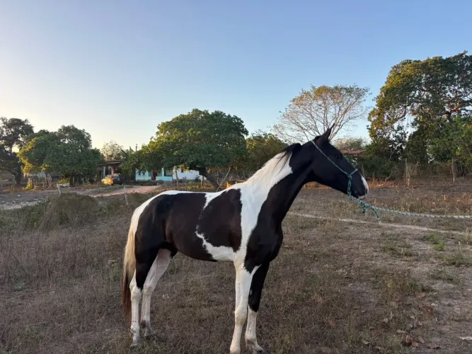 Vende-se cavalo