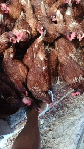 250 Galinhas pondo ovos