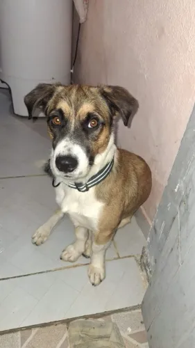 Adoção 