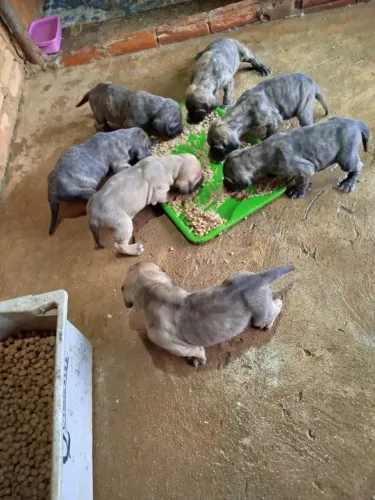 Filhotes de Fila Brasileiro