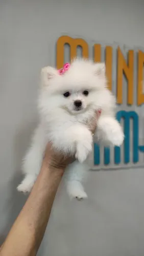 LuLu da pomeranea com pedigree Disponível