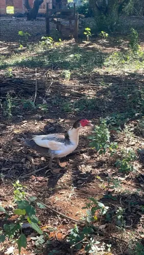 Patos machos adultos