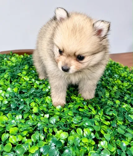 Lulu da Pomerania fêmea