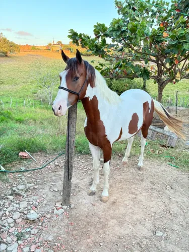 Potro Paint Horse