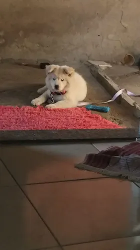Vendo essa linda cachorra