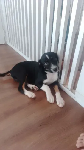 Lindo cachorrinho filhote SRD para adoção. Porte médio 