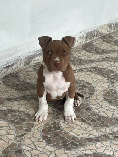 Pit Bull