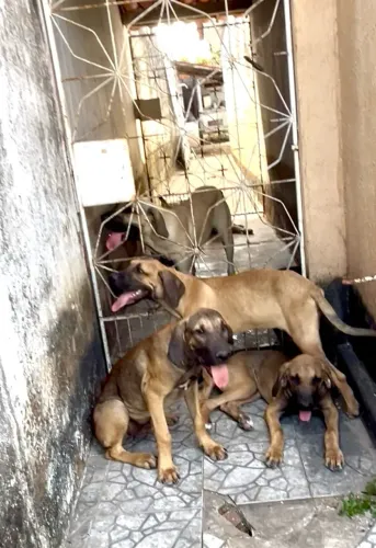 Fila Brasileiro