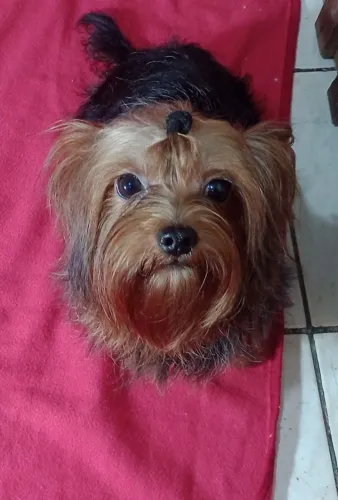 yorkshire machinho.