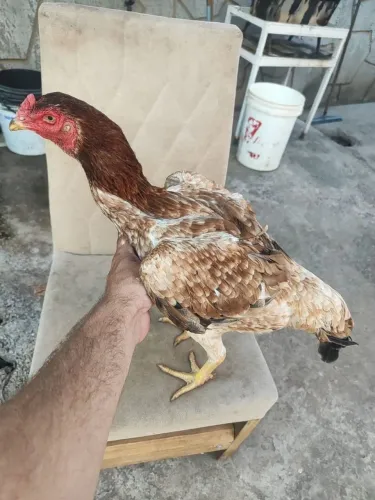 Galinha
