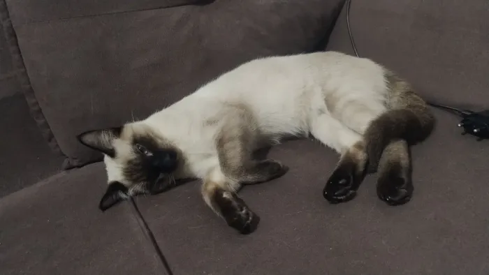Doase dois gatos