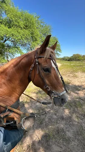 Cavalo de Vaquejada