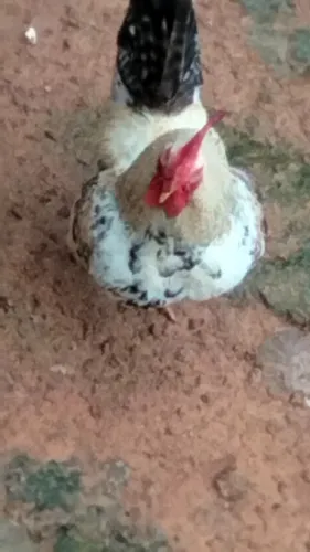 Vendo galos e galinhas