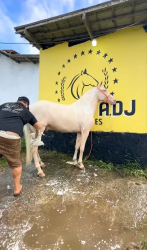 VENDO CAVALO GARANHÃO PAINT HORSE
