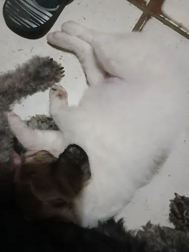 Cachorrinha raça podleo 