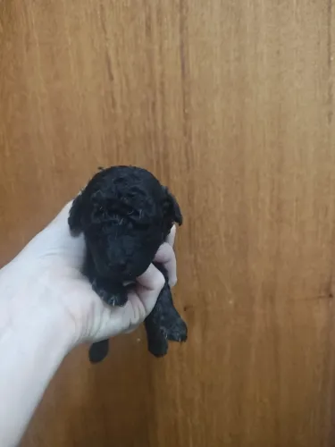 Belíssimo filhote de Poodle Anão macho cor preta