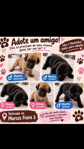 Tenho duas cachorras para doar