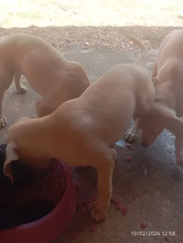 Cachorro para adoção