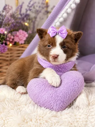 Linda fêmea de borden collie