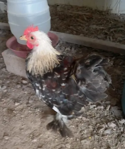 Domingouu galos mini cochin jovens