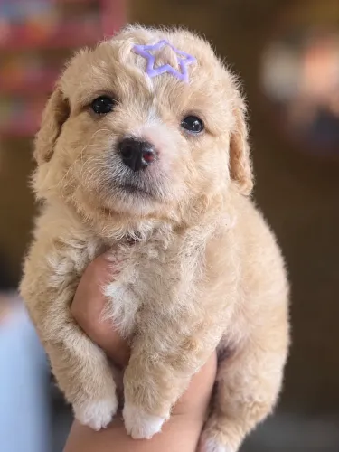 POODLE TOY FÊMEA 