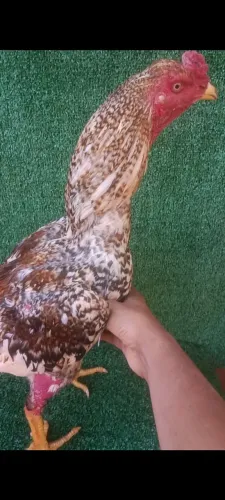Vende se frango índio carijó