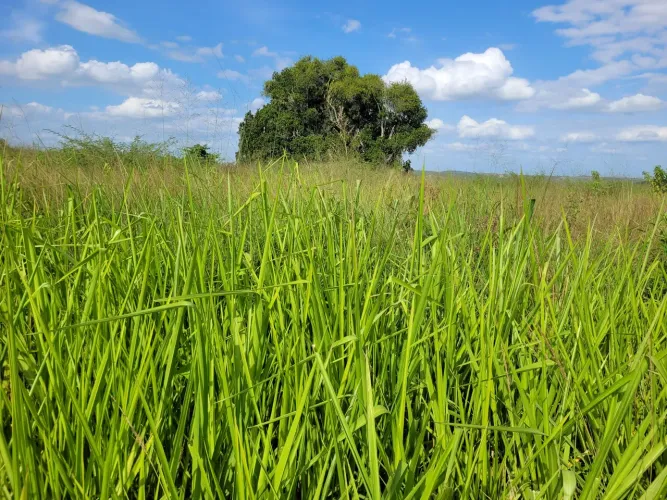 Fazenda em Conceição do jacuipe