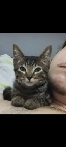 Doação gato macho