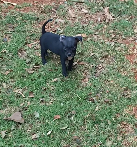Pinscher n1
