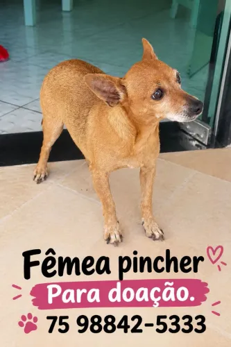 Para doação. 