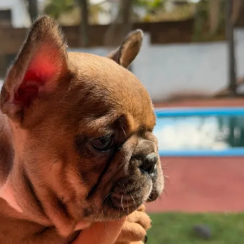Bulldog Francês Macho