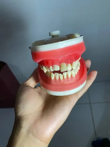 Manequim odontológico 