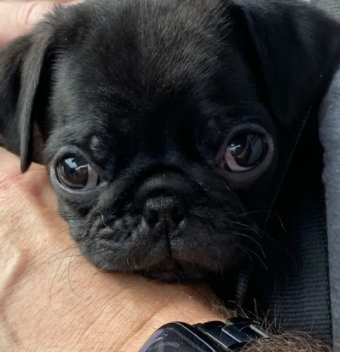 Pug bebês pretinhos disponível em campinas