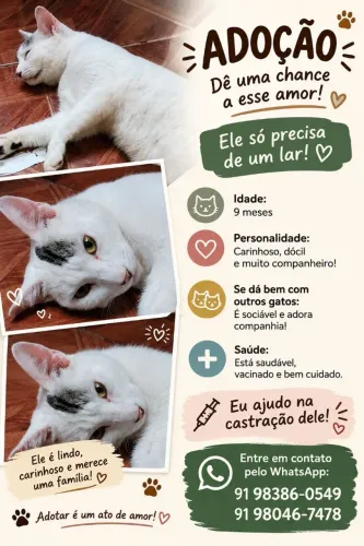 Doação de um gatinho branco