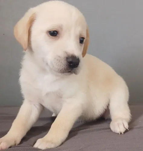 Ultima manina de labrador pura 