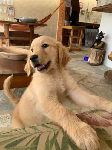 Golden Retriever pedacinho de amor