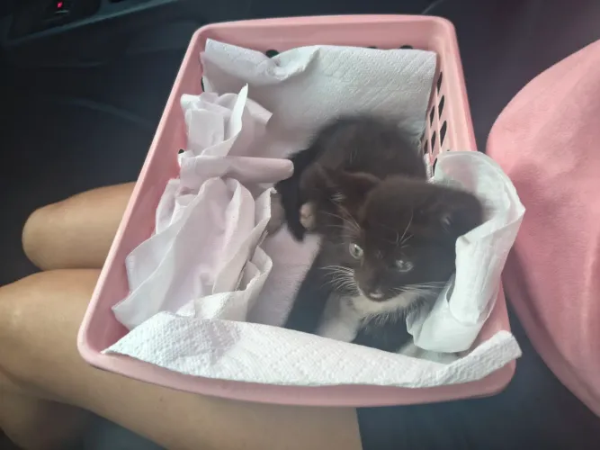 Gatinho fofo para adoção
