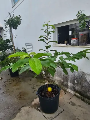 Muda de goiaba 